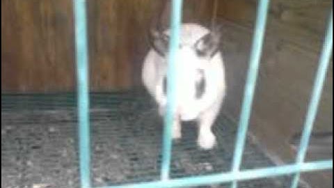 another random video with a bit of transformice