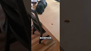 🐱 Why Cats Love Knocking Things Off Tables 🙀💥