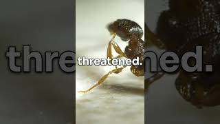 Self-Exploding Ants The Secret Weapon Of Natures Warriors