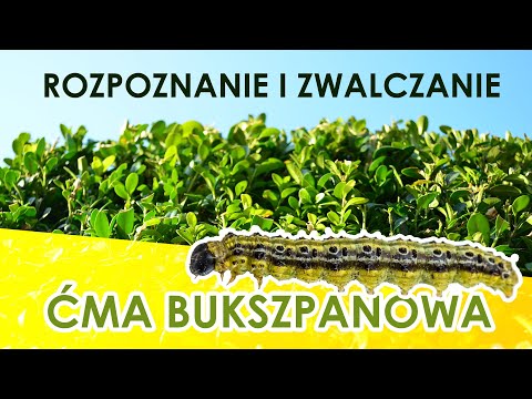Wideo: Ćma Kukurydziana - Skrzydlaty Szkodnik