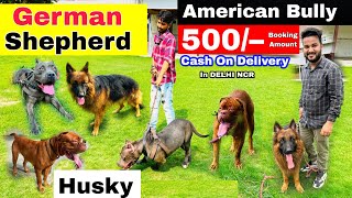 Cheapest Dog Market In Delhi | Only ₹500 | Pit bull, American Bully, Labrador, German Shepherd #pet