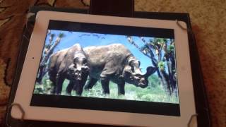 Embolotherium Sounds