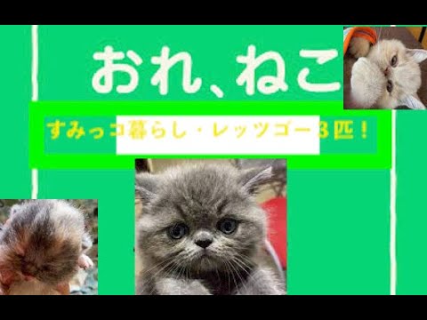 おれねこ　すみっコくらしレッツゴー３匹編（横浜弁にて）