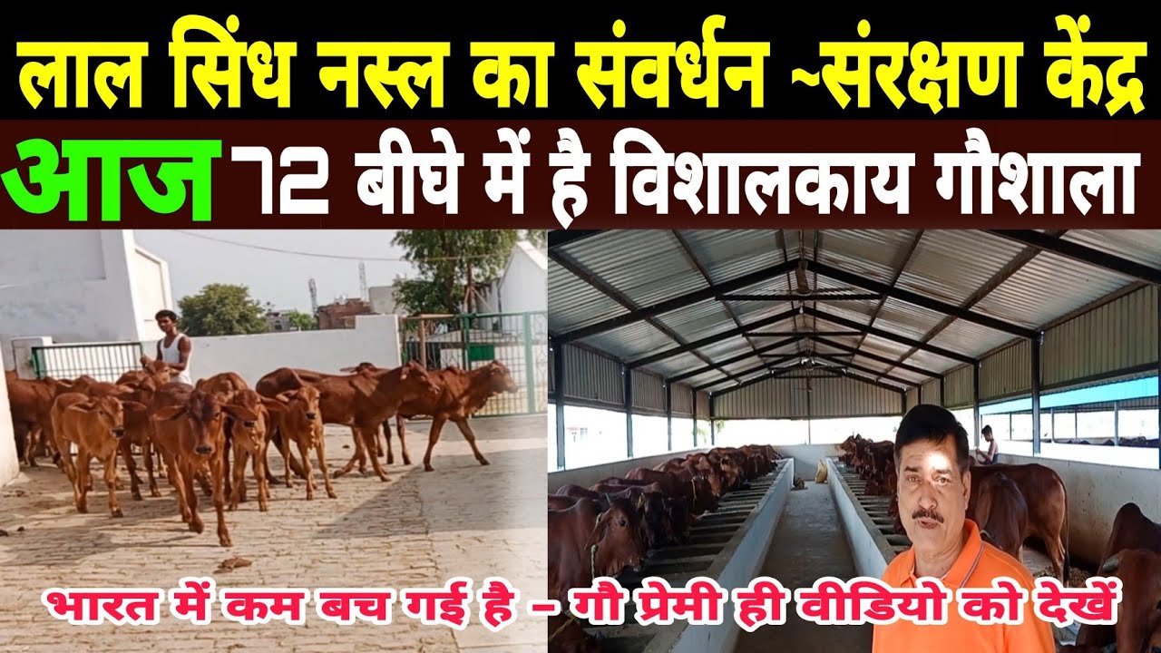 रेड सिंधी संवर्धन~संरक्षण केन्द्र/72 बीघे में विशाल👌गौशाला/red sindhi breeding centre varanasi ||