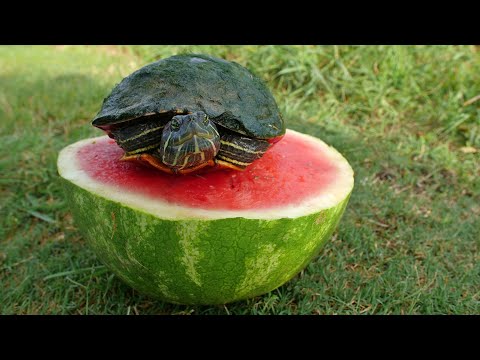 Video: Kunnen schildpadden watermeloen eten?