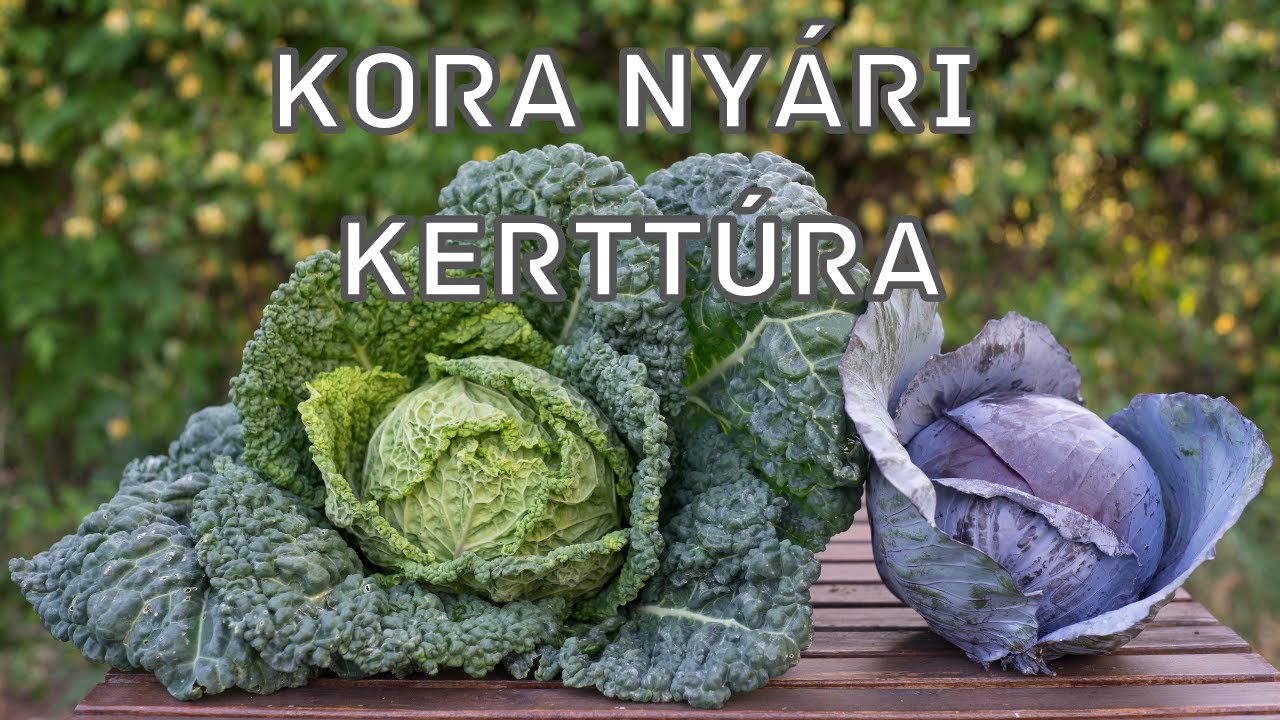 Gyönyörű kora nyári zöldségek egy hideg tavasz után