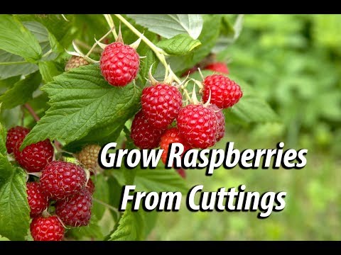 Video: Raspberry Cog Propagation - Kawm Yuav Ua Li Cas Propagate Raspberries