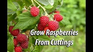How To Grow Raspberry Bushes From Cuttings: Easy and Free@