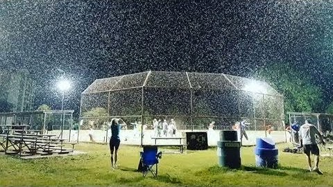 Parts of Canada being buried by massive swarms of fish flies