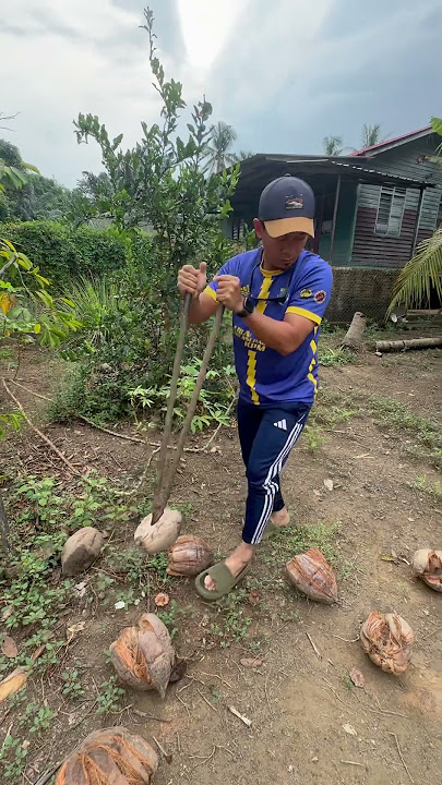 Kupas dulu sebelum serah pada Jebat untuk kopekkan 😝 #kupaskelapa #jebat #kgpangsenam