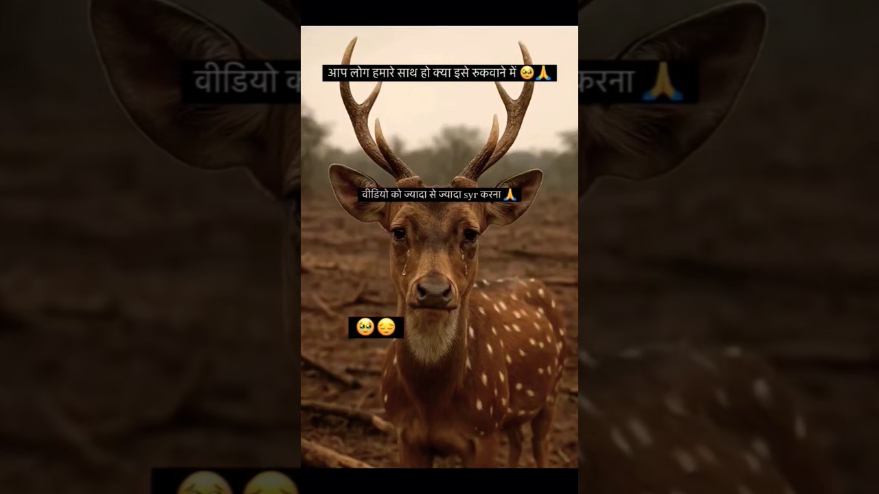 Save trees 🌴 save life🐇🐆 Telangana Kancha Gachibowli Jungle | Hyderabad 🐆🦒🐇😭😭