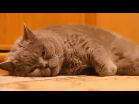 funny-cat-gifs-tumblr-very-funny-video