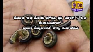 Video thumbnail of "1)Dairy farming.2)Armyworm pest mngt in various crops."