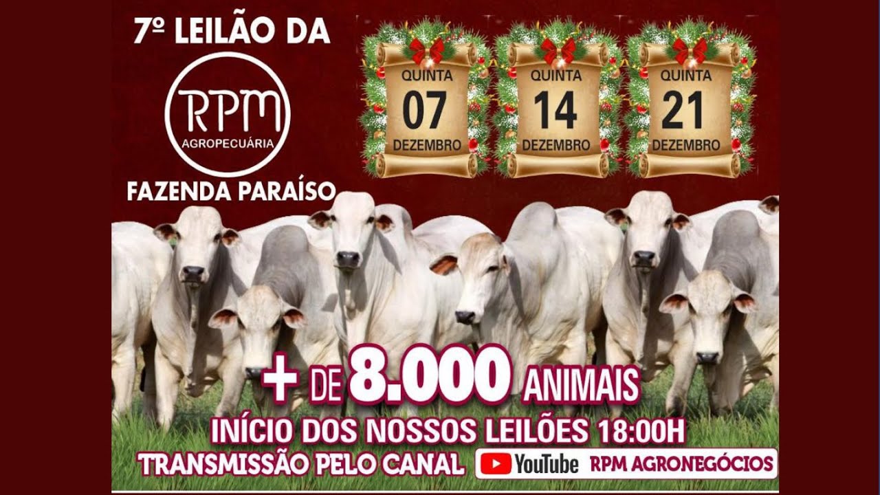 Leilão Virtual de Produção Guarda-Mór, AO VIVO: Leilão Virtual de Produção  Guarda-Mór Acompanhe ao vivo ao Leilão Virtual de Produção Guarda-Mór, com  500 terneiras e terneiros de cruza Angus