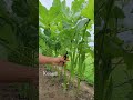 Trimming Okra #gardening #gardentips #growyourownfood #pruning #veggies