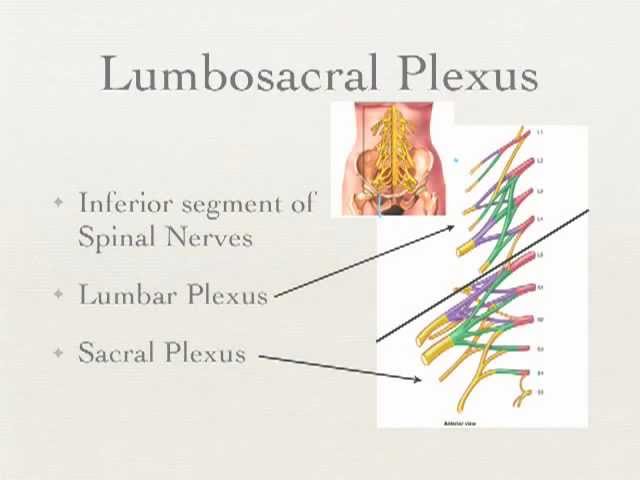 Anatomy Of The Lower Leg - Everything You Need To Know - Dr. Nabil