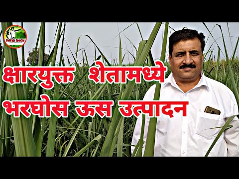 √ क्षारयुक्त जमिनीत #ऊस लागवड कशी करावी . खत व्यवस्थापन. #Sugarcane farming in Marathi