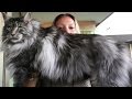 When Is A Maine Coon Cat Full Grown