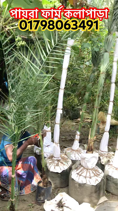 Saudi date palm seedlings