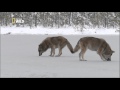 Les Loups de Sibérie