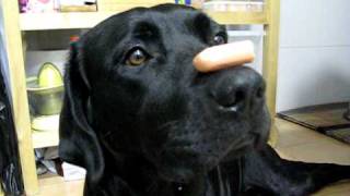 Linux - Labrador Black Retriever III