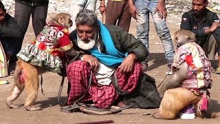 मजा आ गया भाई...Rajasthani Bandar Bandariya Ka Khe l| Monkey Drama | Comedy Video