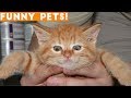 Funniest Pets of the Week Compilation April 2018 | Funny Pet Videos
