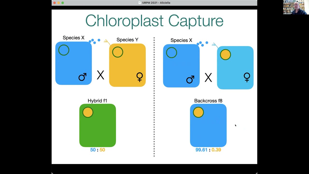 Genetic variation is structured geographically within species of Aliciella subsection