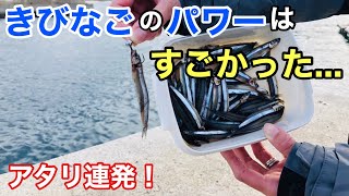 「ジグヘッド」に「きびなご」を付けた釣りが面白すぎた！