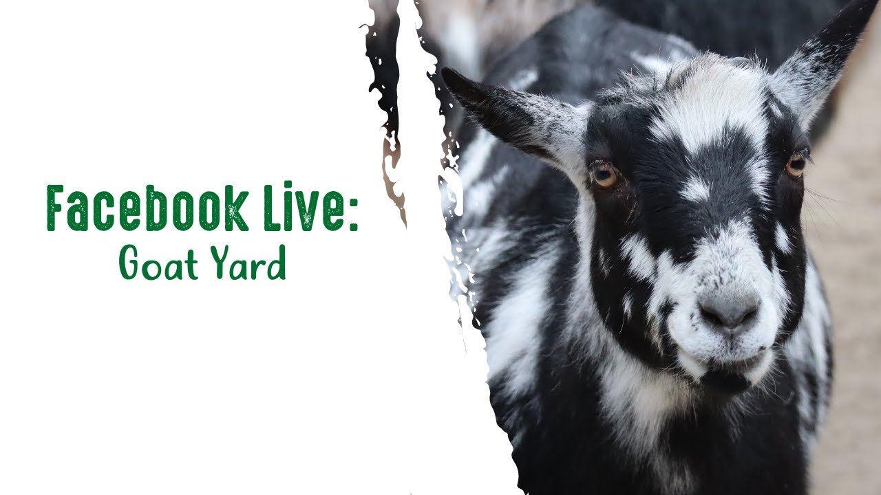 Goat Facebook Facebook Live: Goat Yard - YouTube