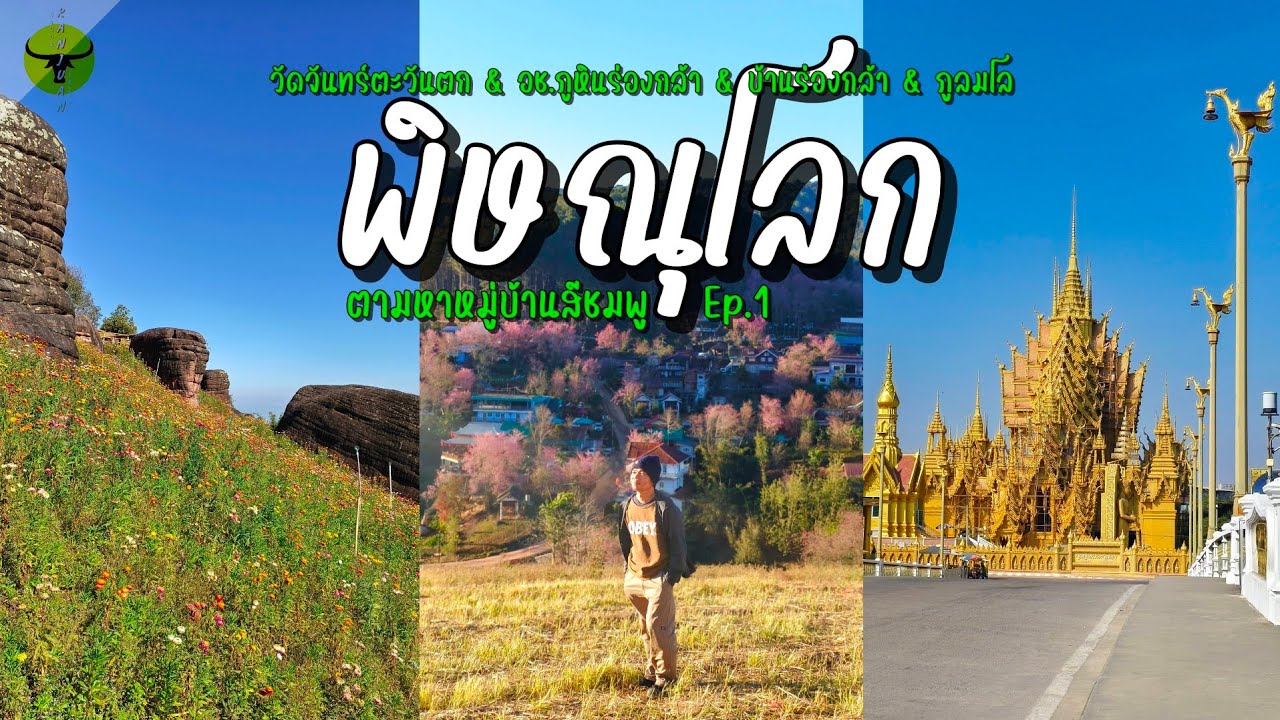 เที่ยวพิษณุโลก | อัพเดทหมู่บ้านสีชมพู กับ 4 สถานที่ พาไหว้พระกางเต็นท์ชมดอกไม้ฤดูหนาว | รันจวนทริป