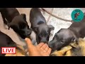 You can see a big difference in the puppies in just a few hours - Takis shelter
