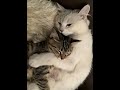 Together, we turn fleeting time into forever #cat #love #cuteanimal #kitten #magichour #shorts