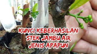 Cara Paling Cepat Stek Batang Jambu Air Jenis Apapun Terbukti Berhasil - AgroPark screenshot 5