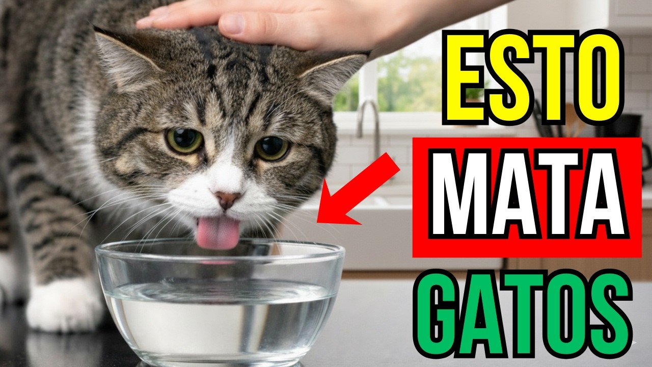 20 Errores FATALES al Dar de Comer a tu Gato (Advertencias de Veterinarios que Muchos Ignoran)