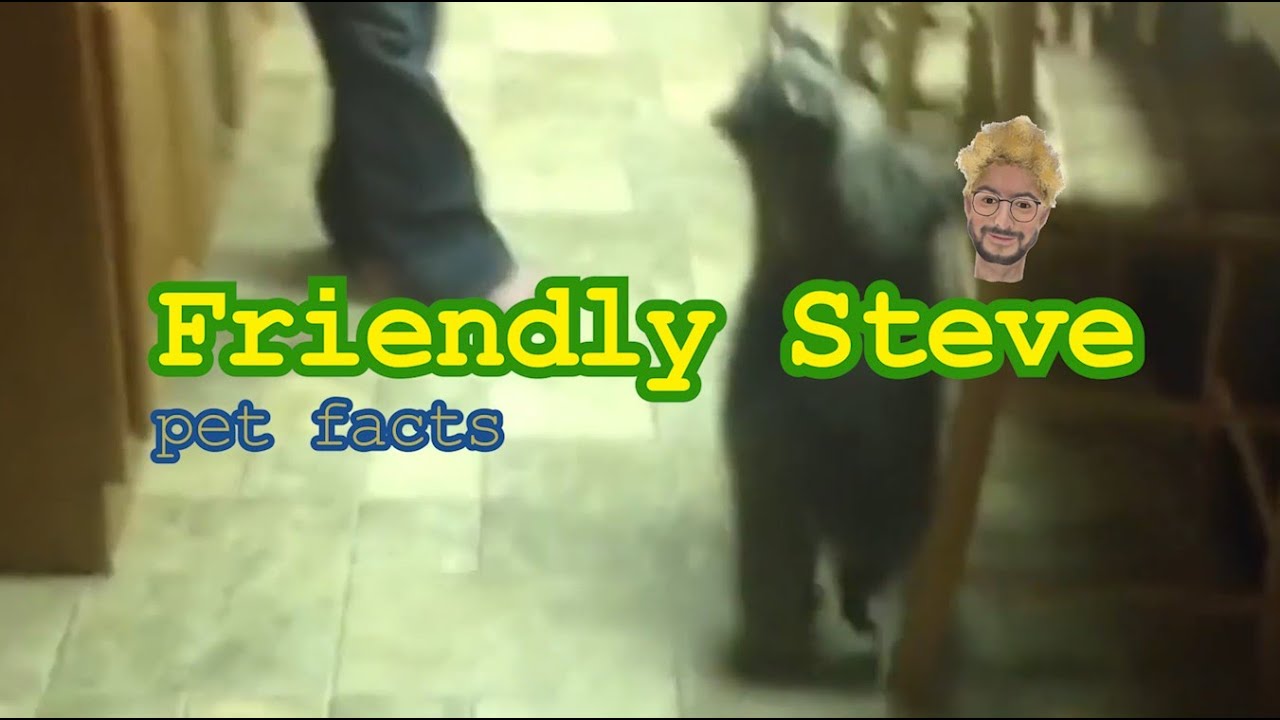 Domestic Raccoons Friendly Steve Pet Facts Ep 1 YouTube domestic-raccoons-friendly-steve-pet-facts-ep-1-youtube