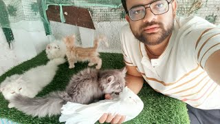 pigeon vlog || बिल्ली ने कबूतर को खालिया  || faizan cat by Exotic Birds 1,907 views 10 months ago 10 minutes, 34 seconds