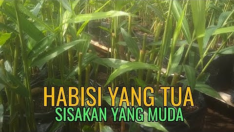 Cara Memperbanyak Tunas Jahe merah