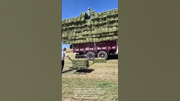 Manual Hay Bale Loading: A Traditional Method