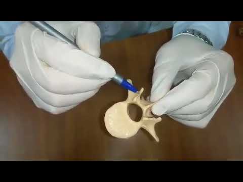 წელის მალა  vertebrae lumbalis SDASU