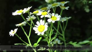 Řimbaba obecná -  Pyrethrum parthenium