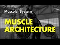 Understanding Muscle Architecture