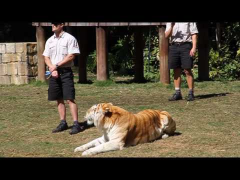 TIGER ISLAND -