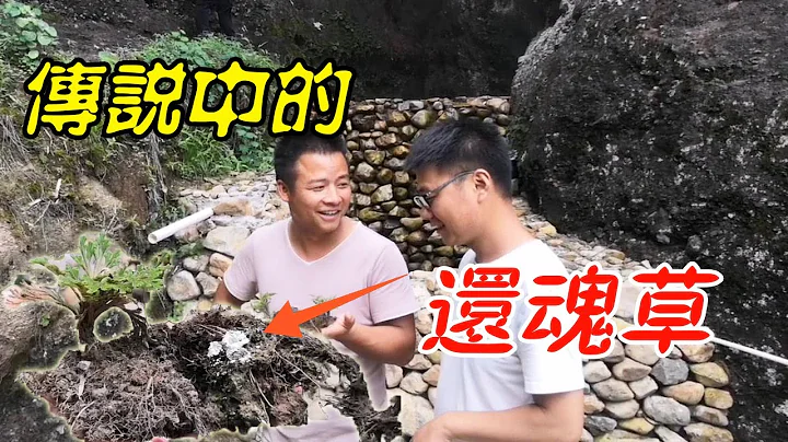 卷柏又叫还魂草，小伙爬悬崖采摘，可以做成盆栽，这草值钱吗？ 【石头秀】 - 天天要闻