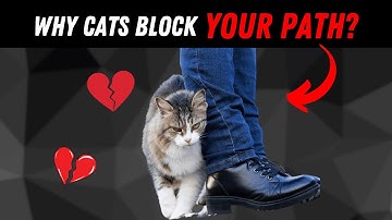 If Your Cat Blocks Your Path, This Is What They’re Trying to Say