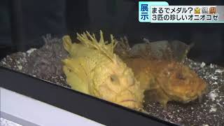 金銀銅が一堂に！珍しいオニオコゼが勢ぞろい　サンシャイン水族館