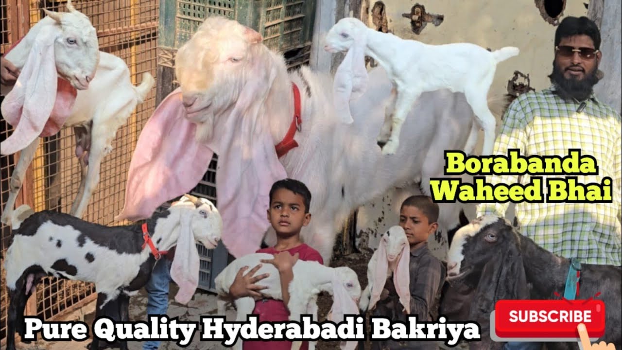 Vaheed Bhai Pure Quality Hyderabadi Gulabi Bakriya| Goat Kids | Borabanda Waheed ...