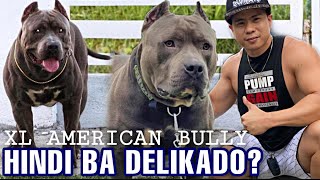 GIANT XL AMERICAN BULLY | AKALA KO PITBULL | SAM WALASTIK