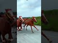 Ghoda gadi race Kolhapur 🔥🐎 || घोडा गाडी शर्यत || घोडा शर्यत कोल्हापूर || #shorts