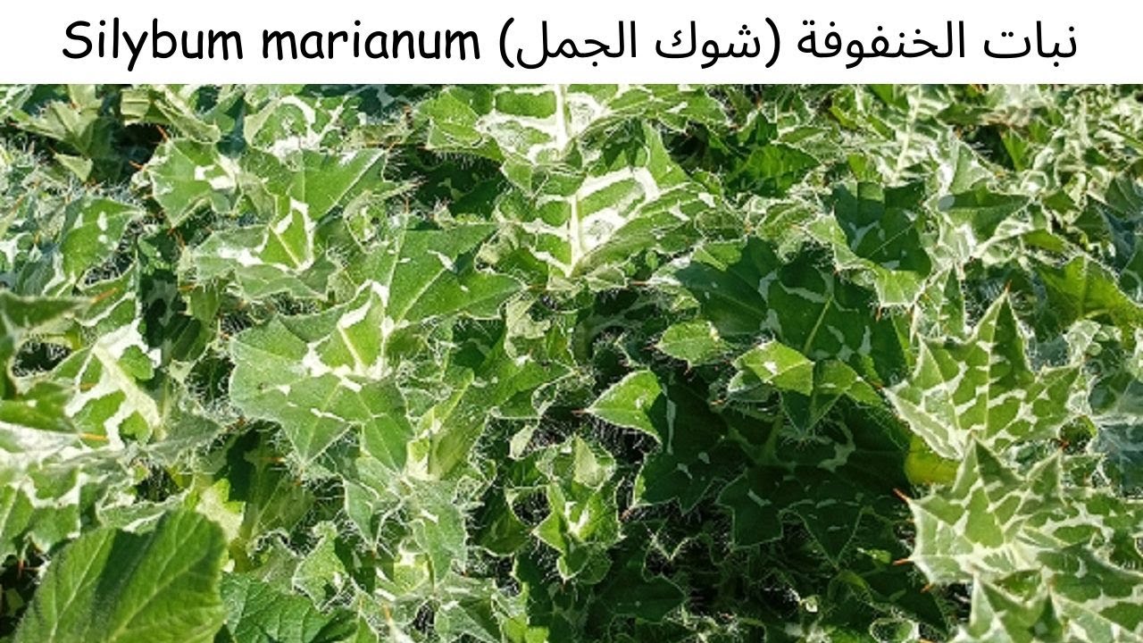 نبات الخنفوفة (شوك الجمل) Silybum marianum